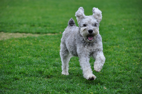 picture dogs: smokey running in park